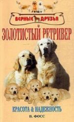 Золотистый ретривер