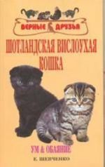 Шотландская вислоухая кошка