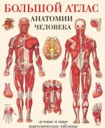 Bolshoj atlas anatomii cheloveka. Sistemy i organy