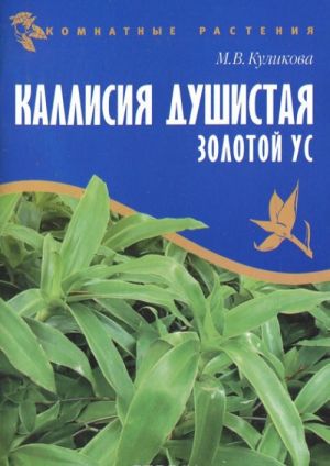 Каллисия душистая. Золотой ус