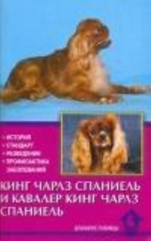 King Charlz spaniel i kavaler king Charlz Spaniel