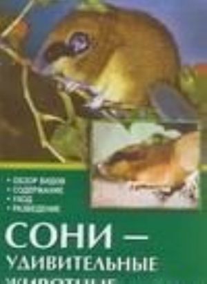 Сони - удивительные животные