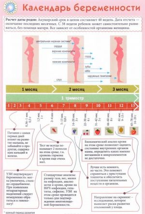 Календарь беременности