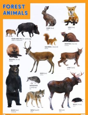 Forest Animals / Lesnye obitateli. Plakat