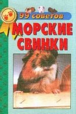 Морские свинки. Уход и содержание