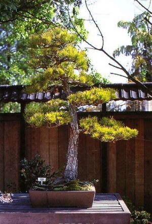 Shkola bonsai