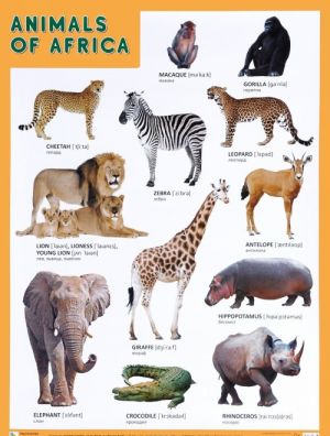 Animals of Africa / Zhivotnye Afriki. Plakat