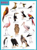 Birds / Ptitsy. Plakat