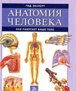 Анатомия человека. Как работает ваше тело