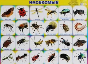 Nasekomye. Plakat