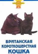 Британская короткошерстная кошка