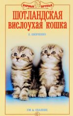 Шотландская вислоухая кошка. Ум и обаяние