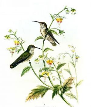 Kolibri (podarochnoe izdanie)