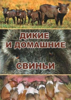 Дикие и домашние свиньи