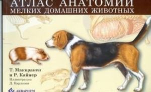 Atlas anatomii melkikh domashnikh zhivotnykh