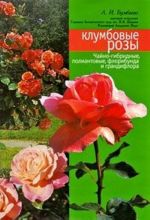 Klumbovye rozy. Chajno-gibridnye, poliantovye, floribunda i grandiflora