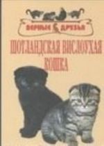 Шотландская вислоухая кошка