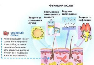 Как устроено тело человека. Выпуск 10. Защита кожи