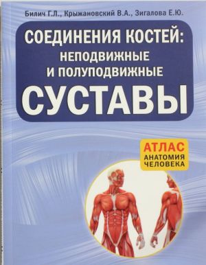 Соединения костей: неподвижные и полуподвижные суставы